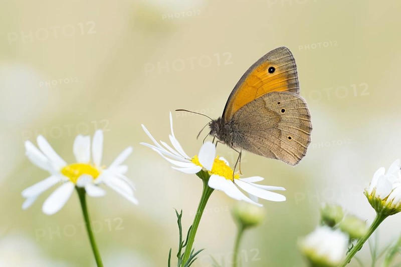 Meadow brown