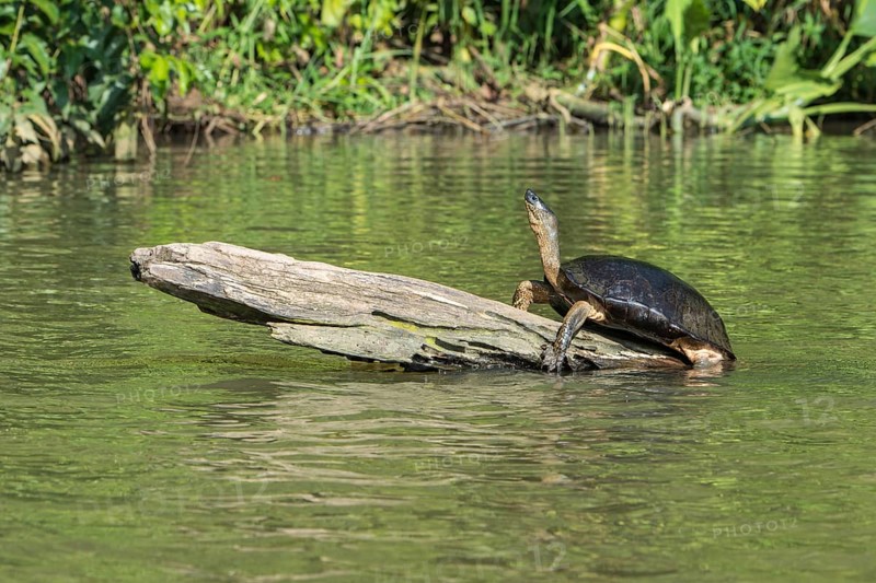 Schwarze Flussschildkroete