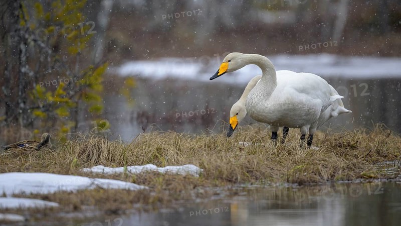 Whooper Swan