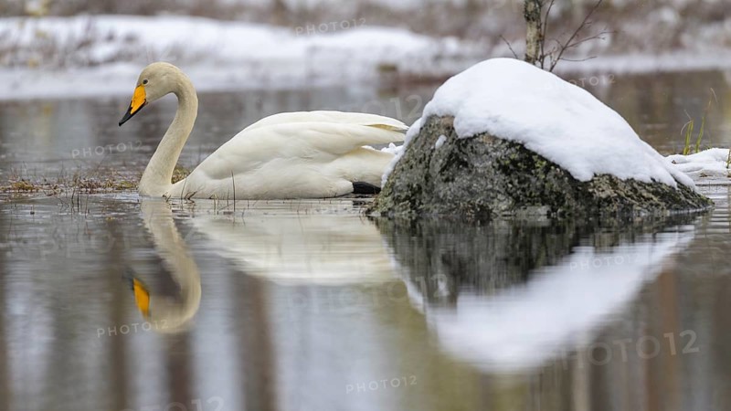 Whooper Swan