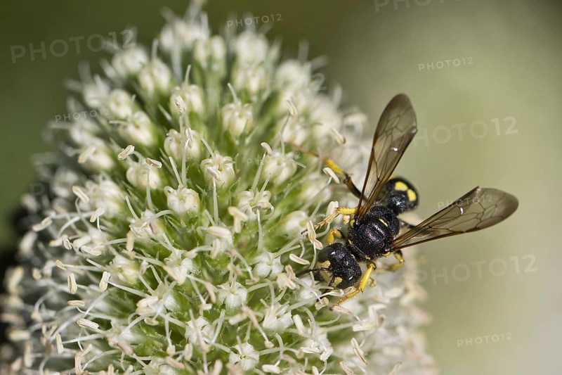 Clay wasp