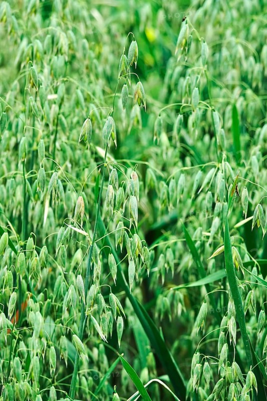 Seed oats
