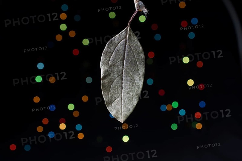 Dry leaf on a bokeh lighton a dark background