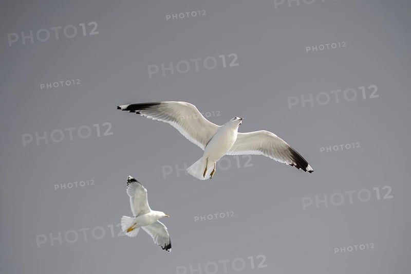 Pair of seagulls flying in the sky background