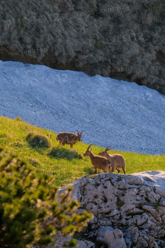 Ibex on a green meadow surrounded by rocky terrain in the warm morning light