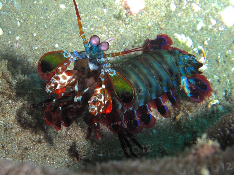 Peacock mantis shrimp