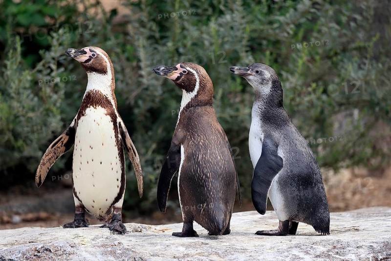 Humboldt penguin