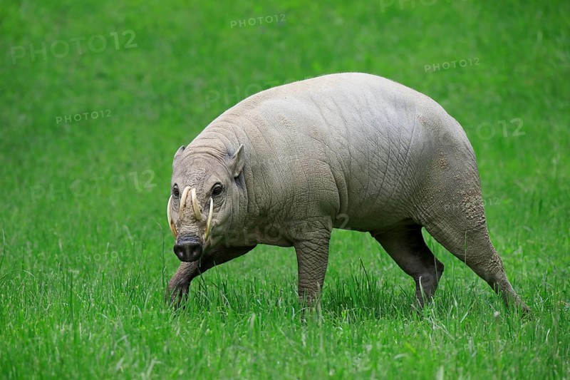 North sulawesi babirusa