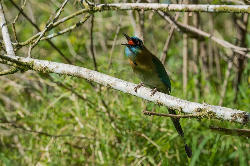 Blauscheitelmotmot