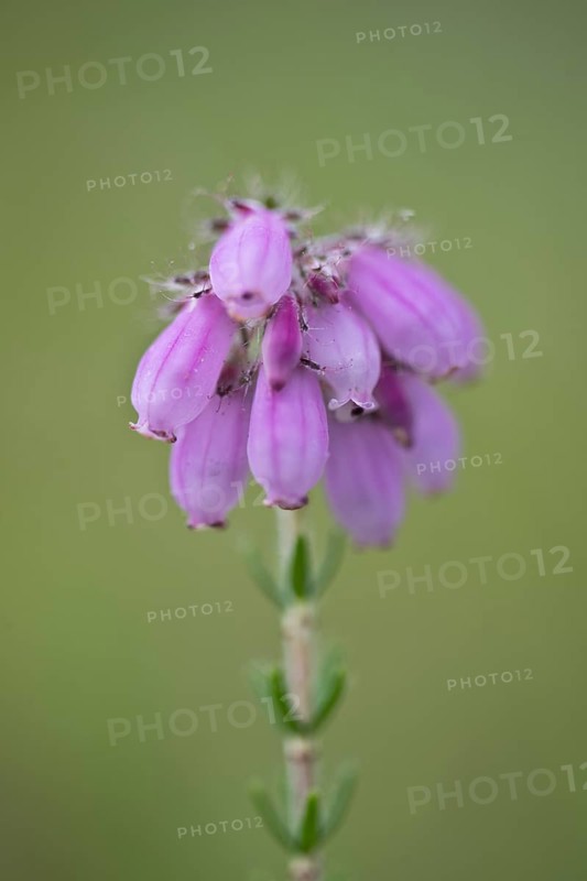 Cross-leaved heath