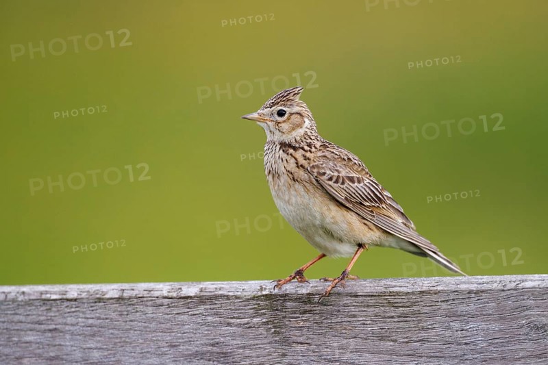 Eurasian skylark