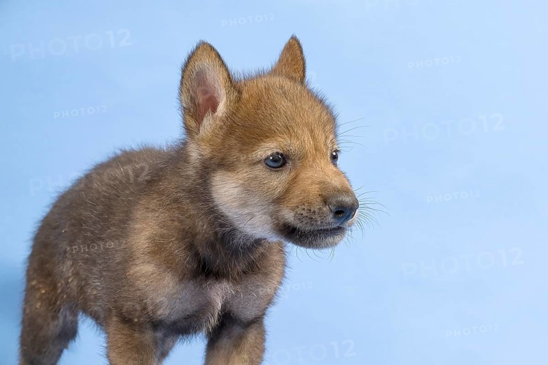 European gray wolf