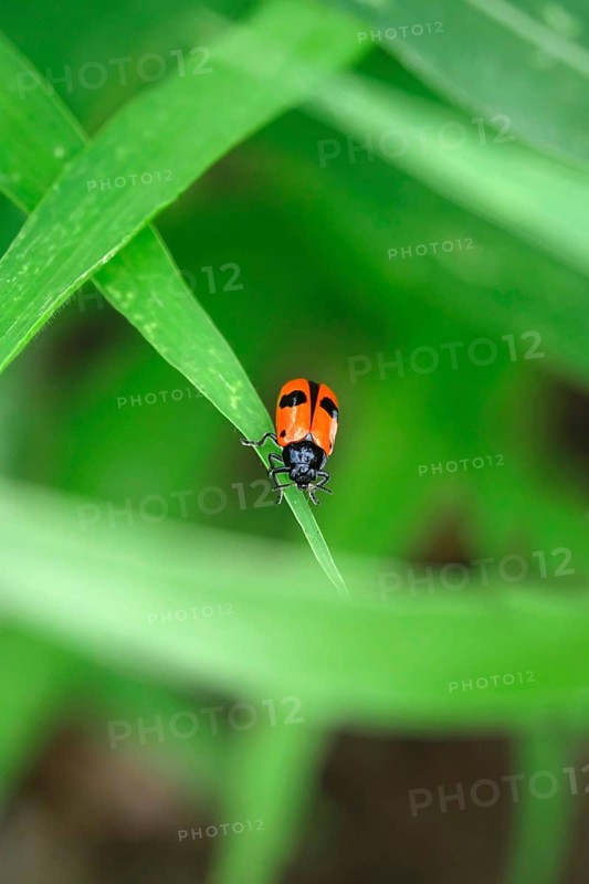 Ants- sac beetle
