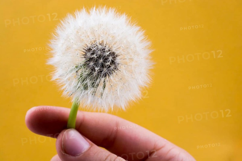 Hand holding White Dandelion flower on background