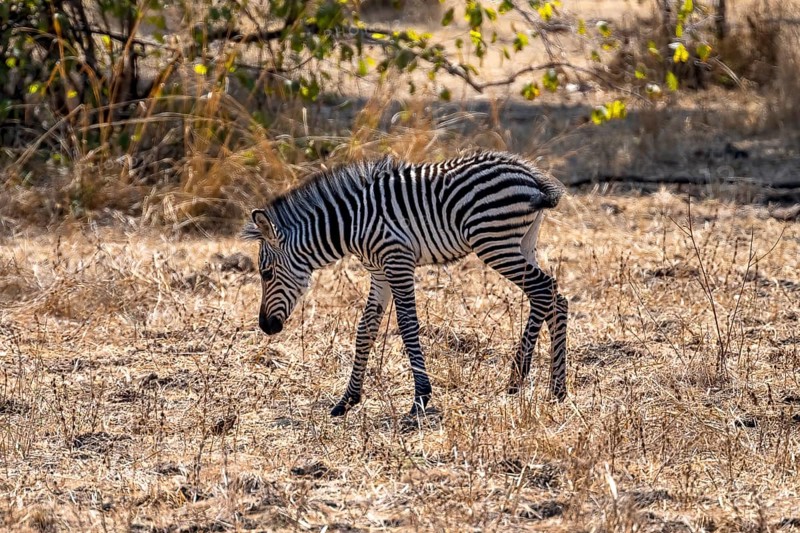 Plains Zebra of the subspecies crawshay's zebra