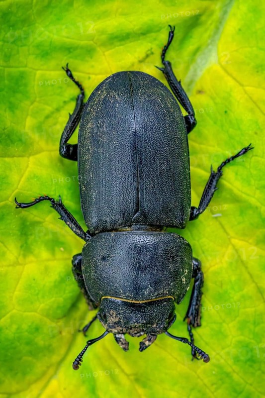 Lesser stag beetle