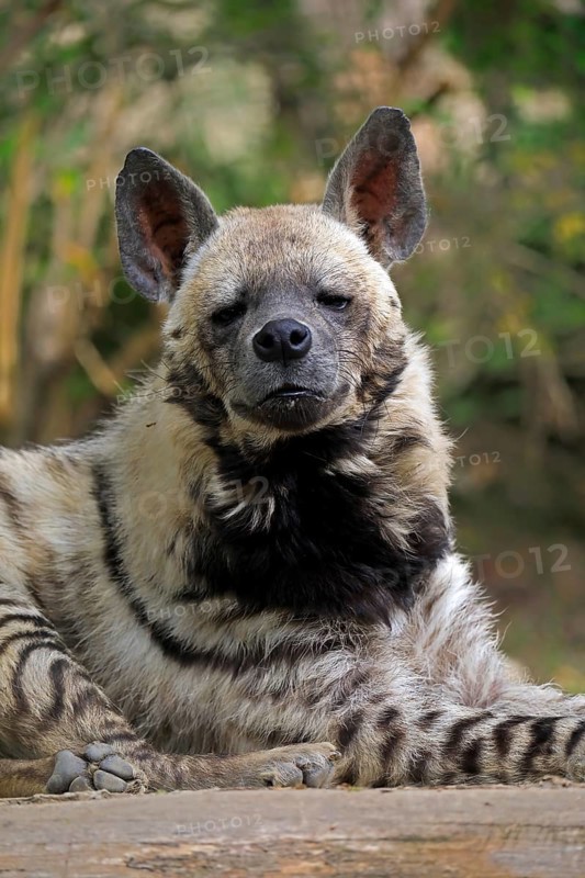 Striped hyena