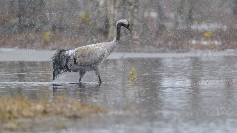 Crane