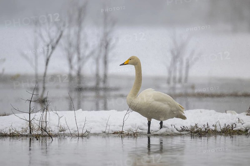 Whooper Swan
