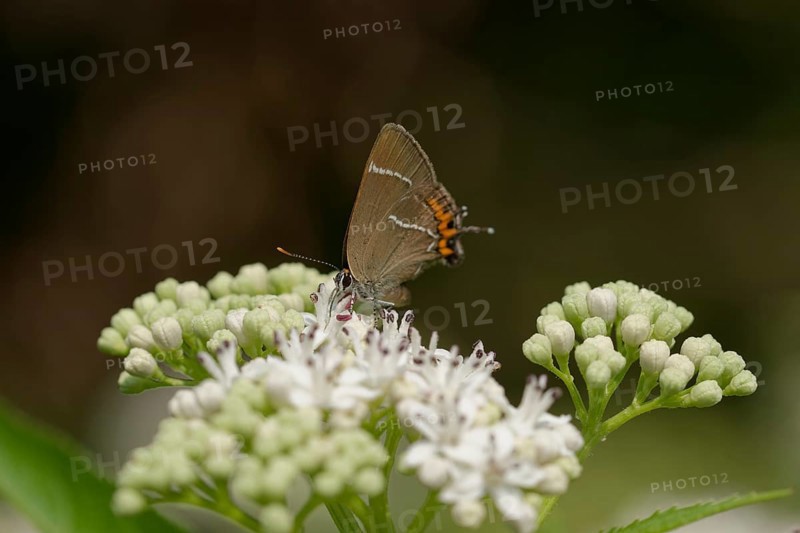 White-letter hairstreak