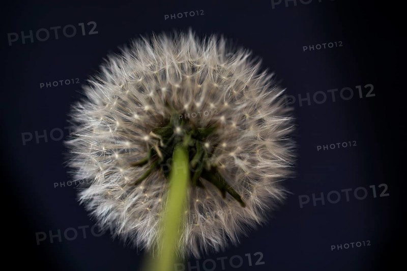 White Dandelion flower on black background