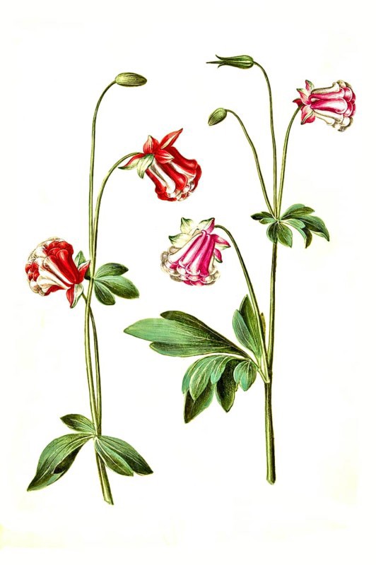 European columbine