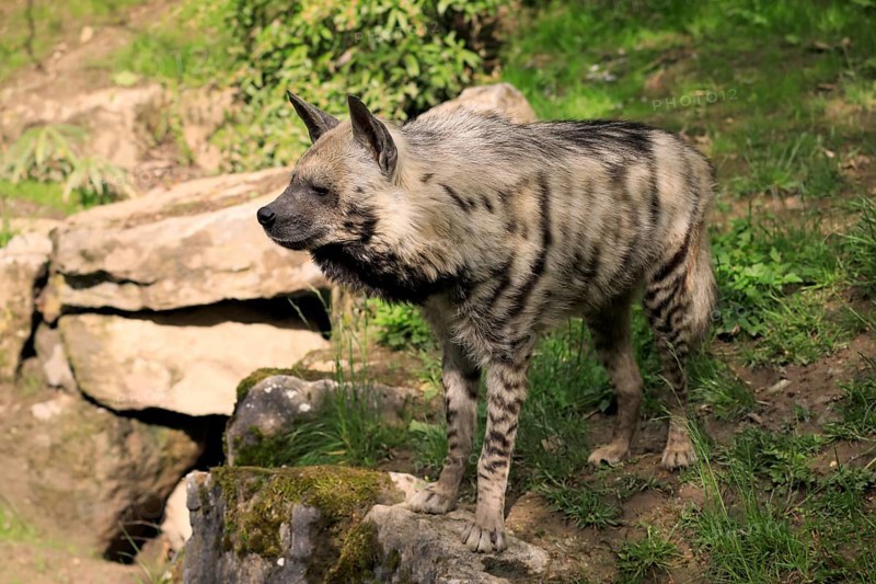 Striped hyena
