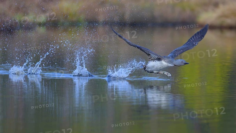 Red-throated diver