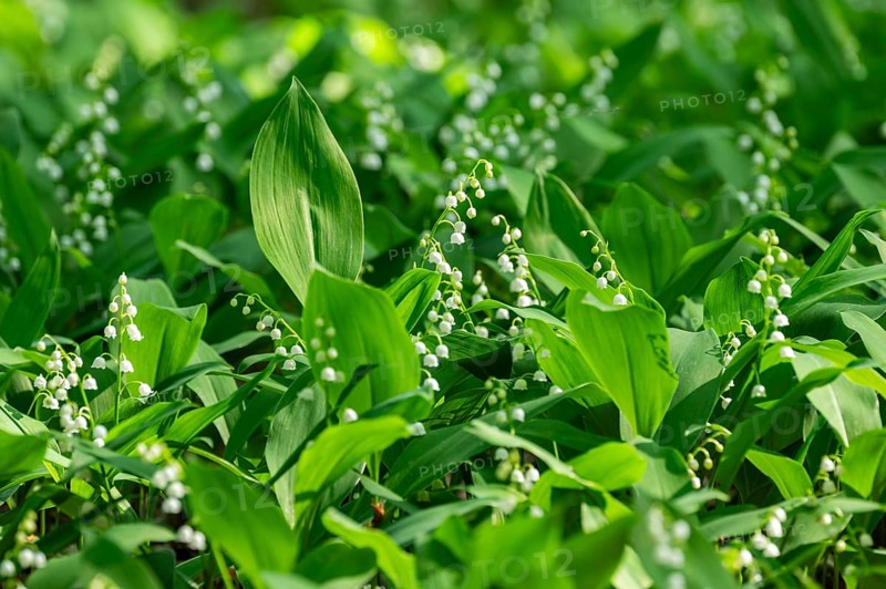 Lily of the valley