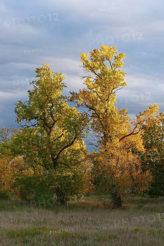 Autumn in the floodplain
