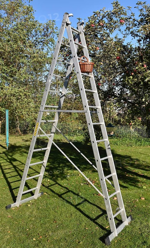 Apple tree
