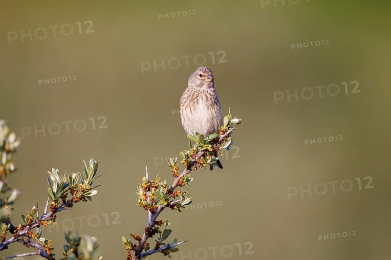 Linnet