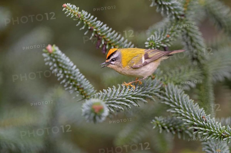 Summer Goldcrest