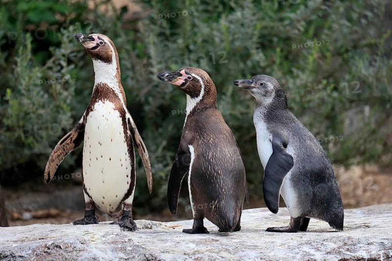 Humboldt penguin