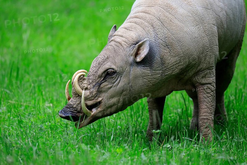 North sulawesi babirusa
