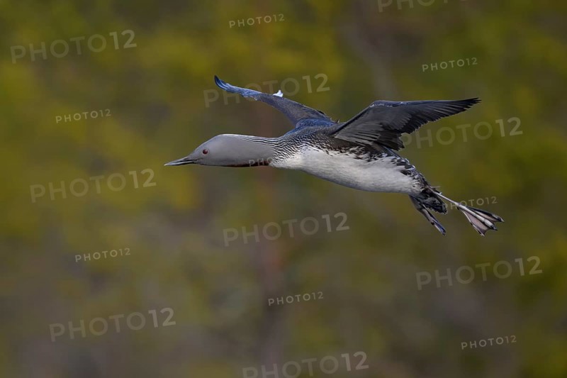 Red-throated diver