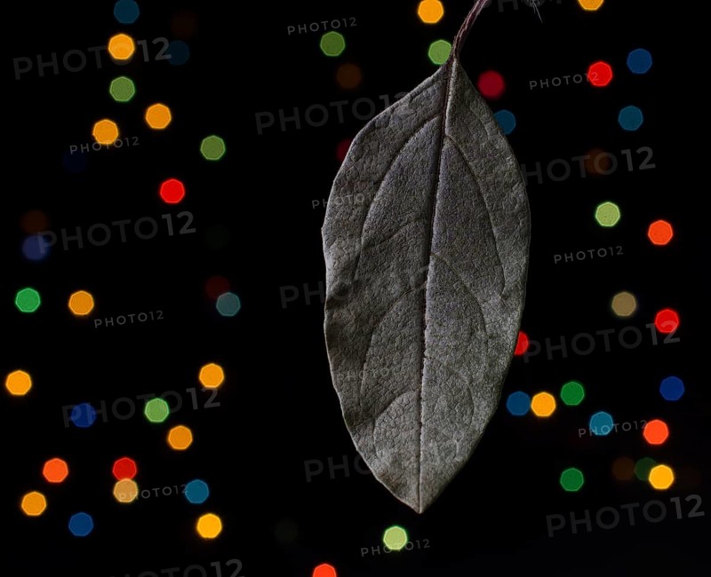 Dry leaf on a bokeh lighton a dark background