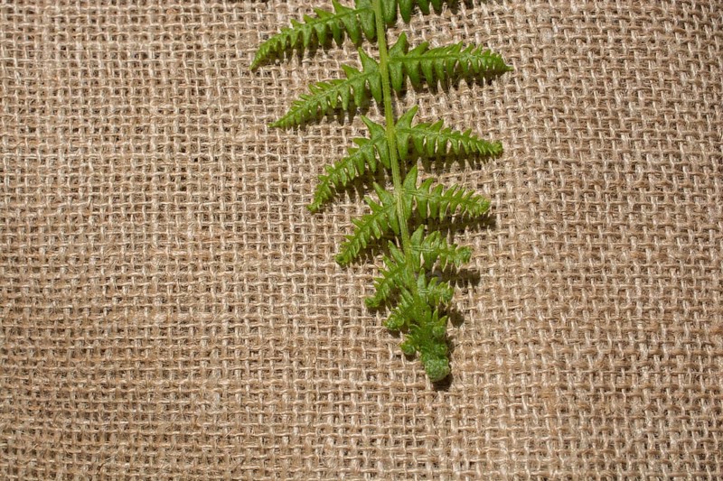 Green leaves placed on linen canvas