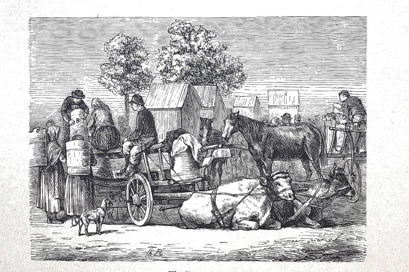 Market wagon with cows as draught animals