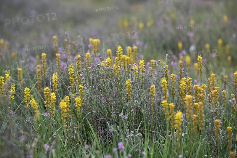 Bog asphodel