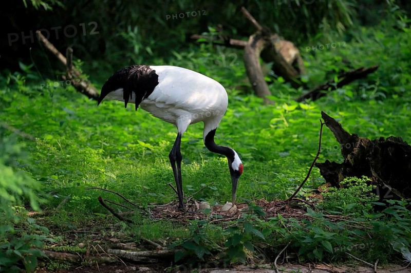 Red-crowned crane