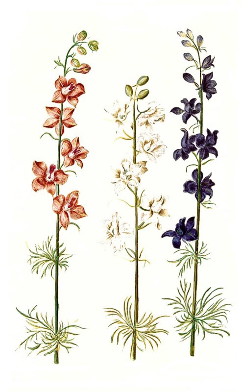 Garden delphinium