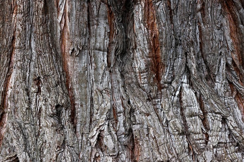 Giant sequoia