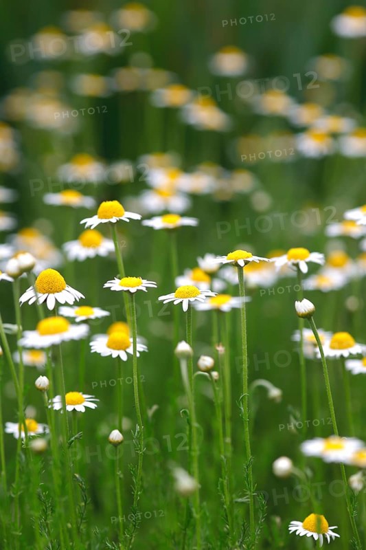 Roman chamomile
