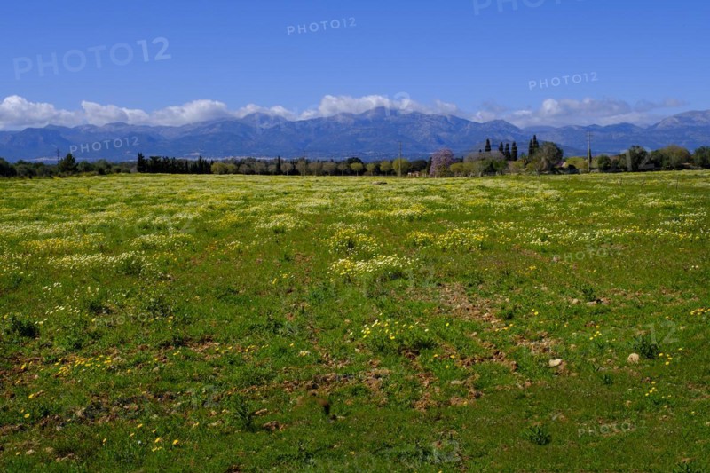 Flowering fields