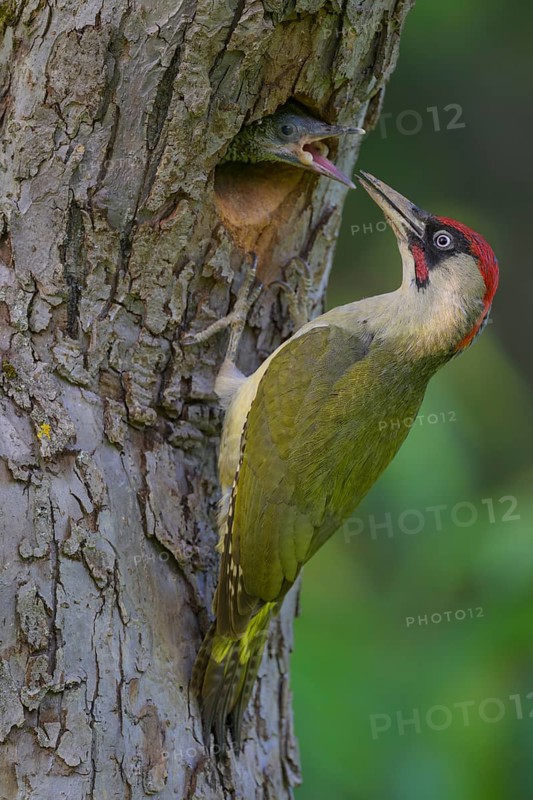 European green woodpecker