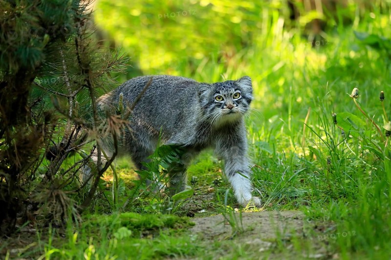 Manul