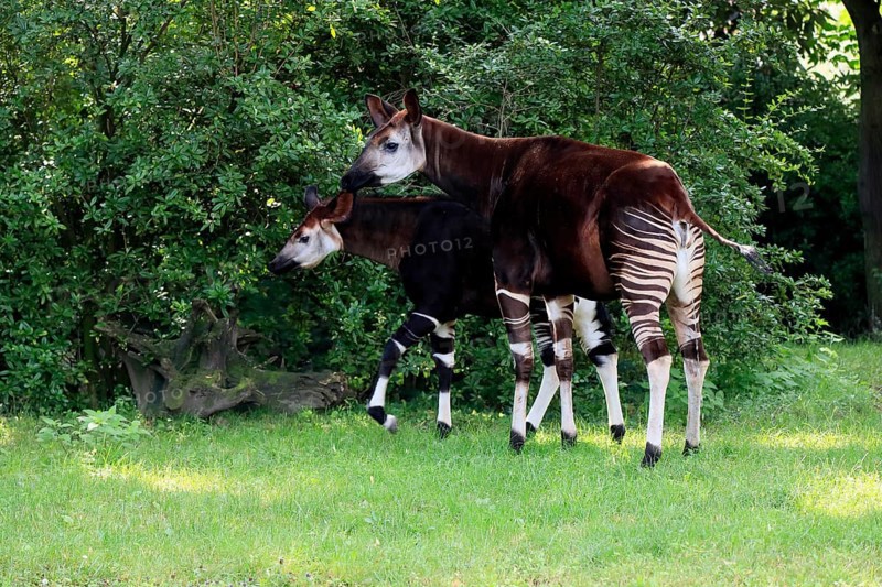 Okapi