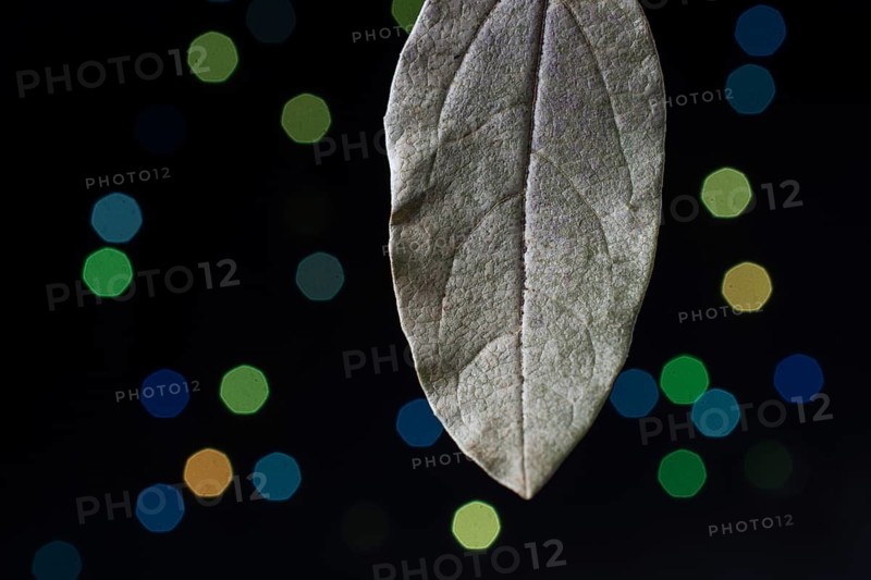Dry leaf on a bokeh lighton a dark background
