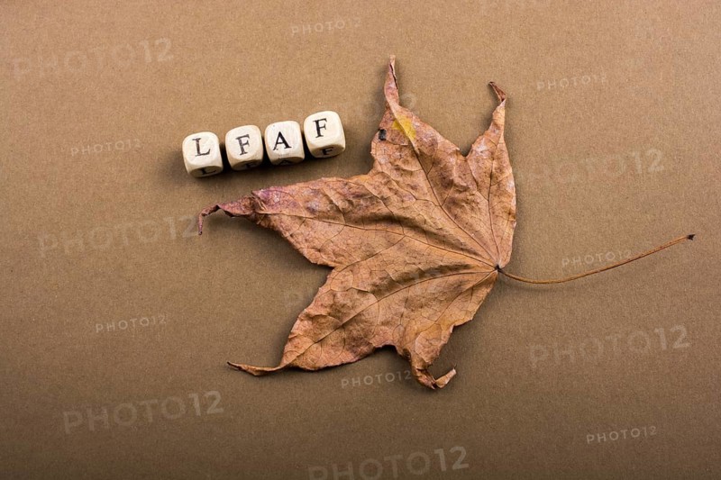 Brown color dry leaf and leaf wording with letter cubes
